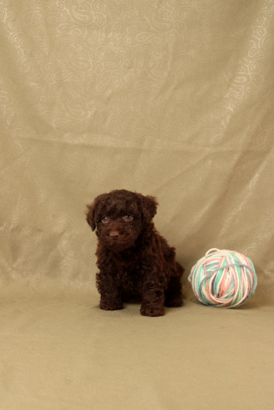 puppy, for, sale, Toy Poodle, Matthew B. Stoltzfus, dog, breeder, Gap, PA, dog-breeder, puppy-for-sale, forsale, nearby, find, puppyfind, locator, puppylocator, aca